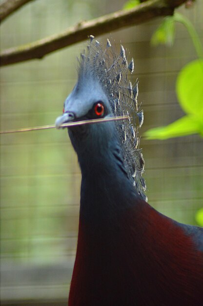 Photo close-up of bird