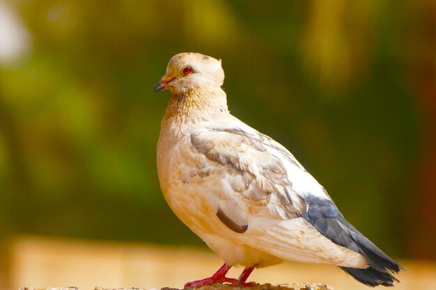 Close-up of a bird