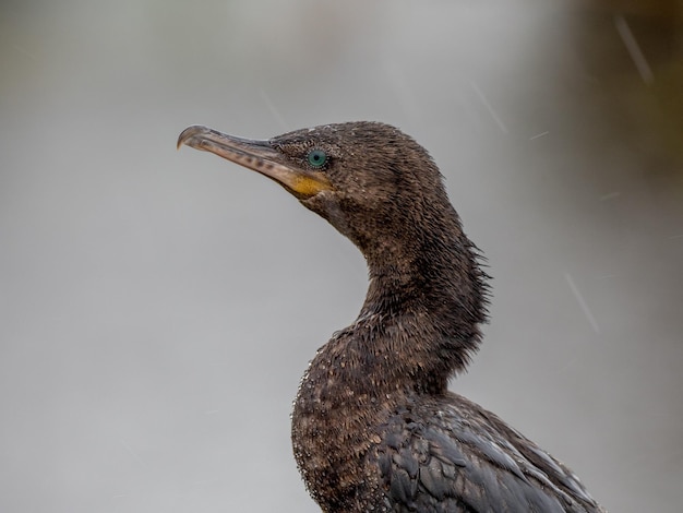 Photo close-up of a bird