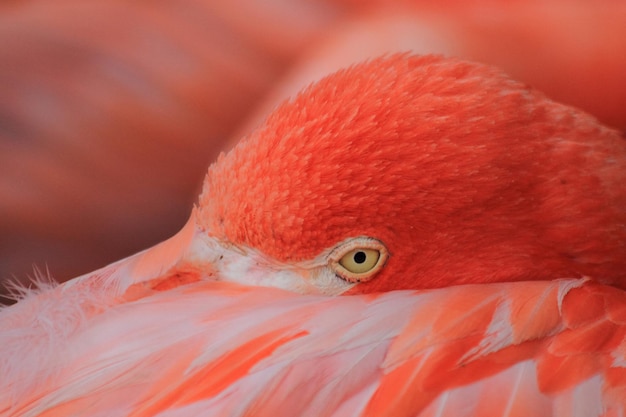 Foto prossimo piano di un uccello