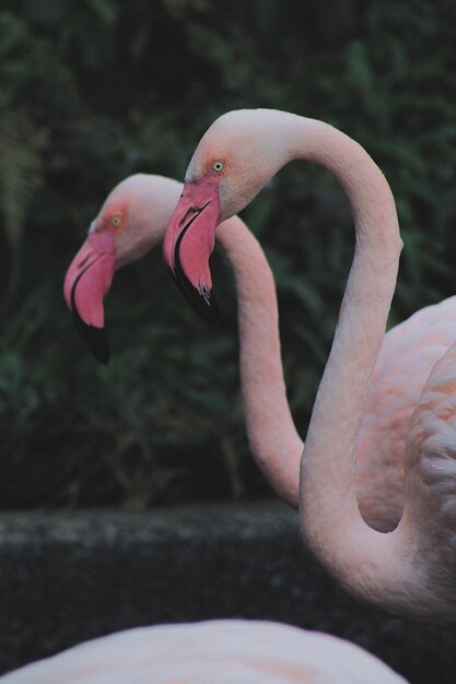 Foto prossimo piano di un uccello