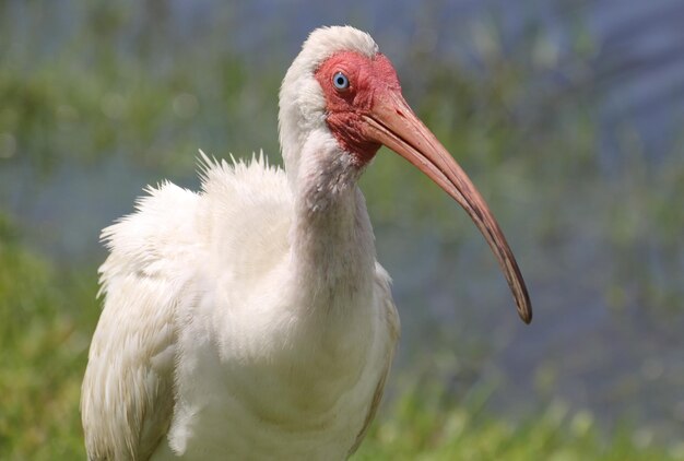 Photo close-up of a bird