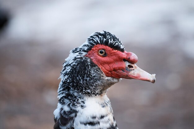 鳥のクローズアップ