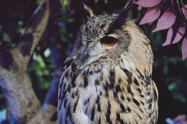 Photo close-up of a bird