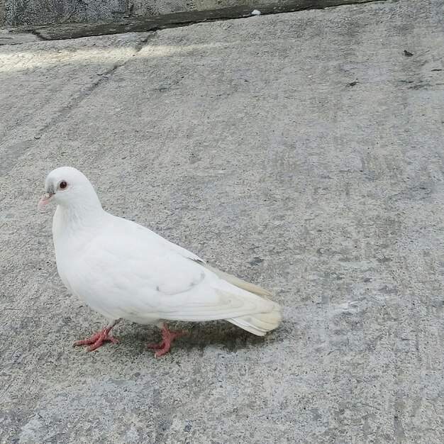 Photo close-up of bird