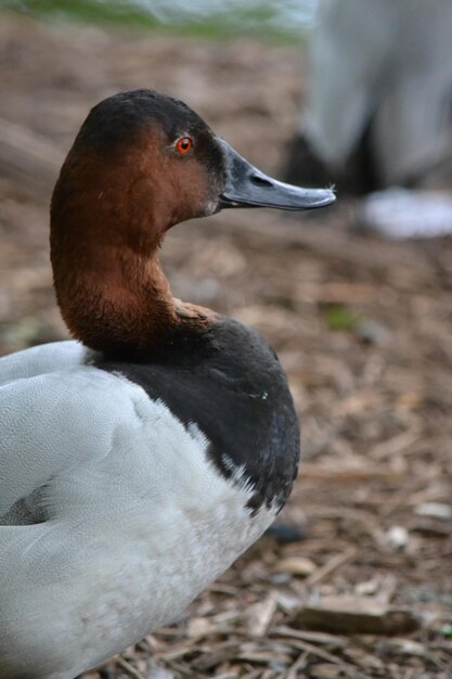 Photo close-up of bird