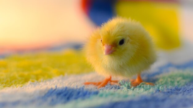 鳥のクローズアップ
