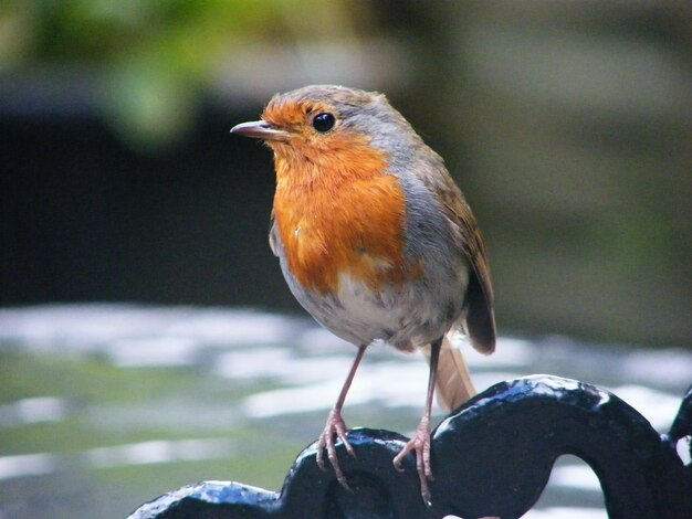 Photo close-up of a bird