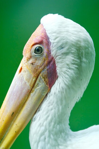 Photo close-up of bird