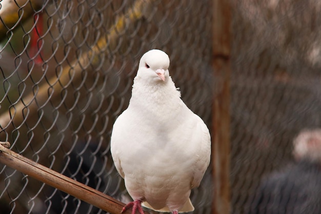 Photo close-up of bird