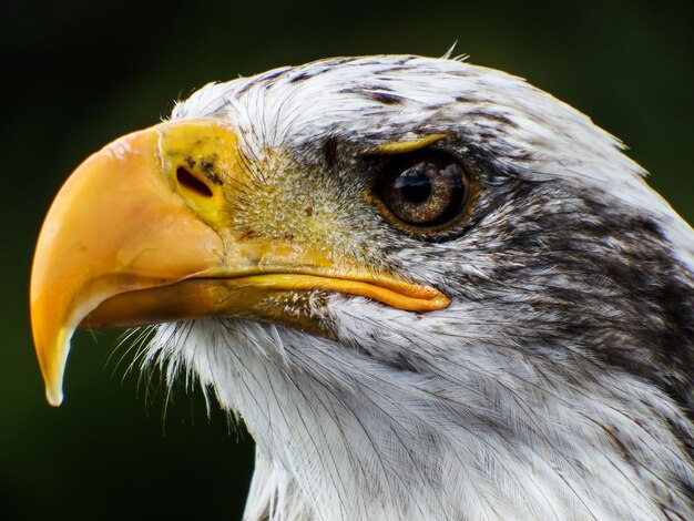 Photo close-up of a bird