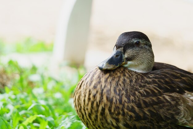 鳥のクローズアップ