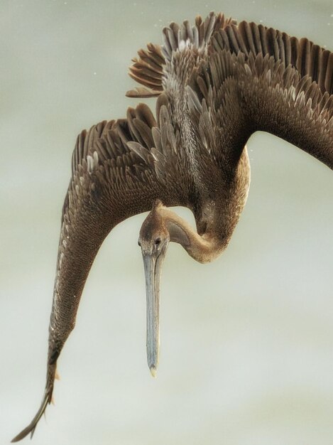 Foto prossimo piano di un uccello