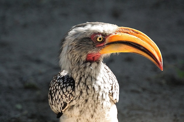 Photo close-up of bird