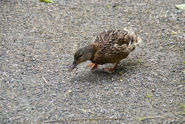 Photo close-up of bird