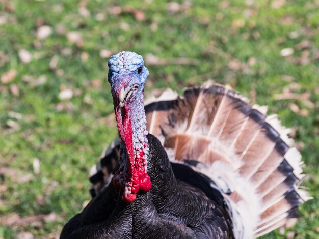 Photo close-up of bird