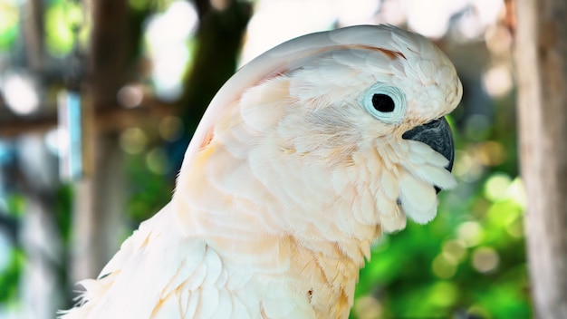 Photo close-up of a bird