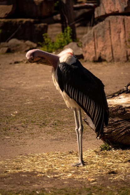 Photo close-up of bird