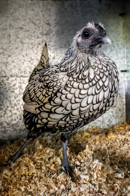 Close-up of a bird