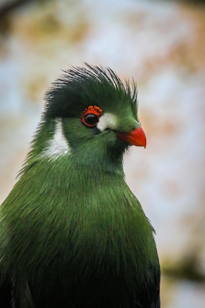 Photo close-up of bird