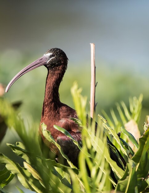 Foto prossimo piano di un uccello