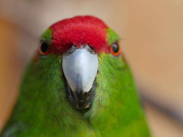 Photo close-up of bird