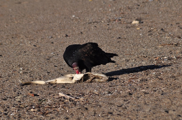 Close-up of bird