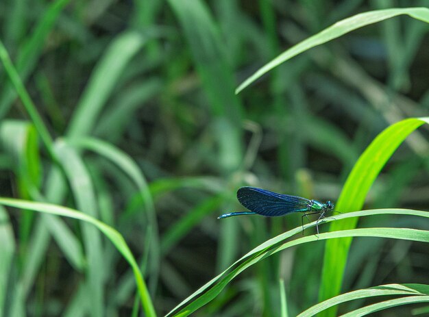 Close-up of a bird