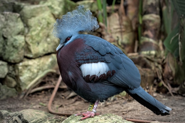 Photo close-up of bird