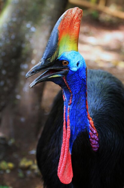 Foto prossimo piano di un uccello