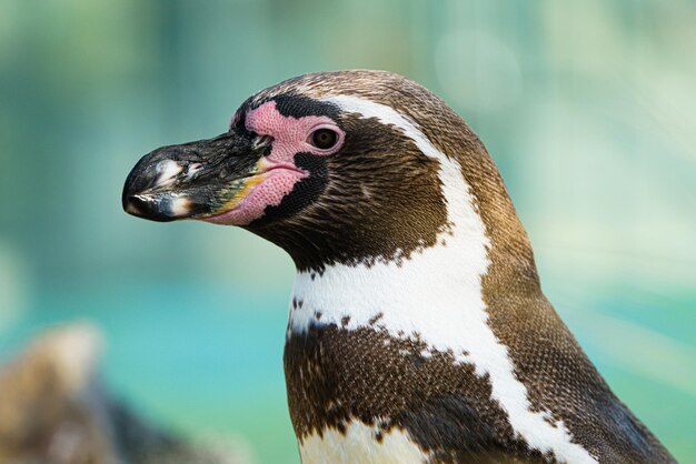 鳥のクローズアップ