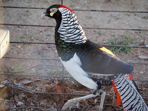 Photo close-up of a bird