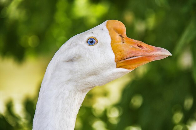 Photo close-up of a bird