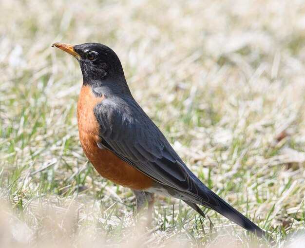 Photo close-up of a bird