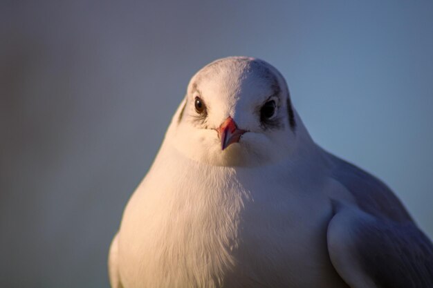 鳥のクローズアップ