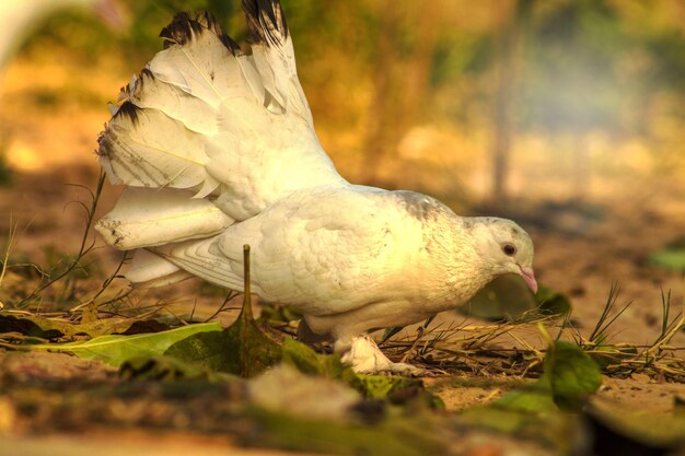 Close-up of a bird