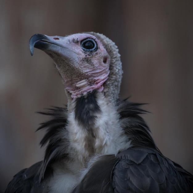 Photo close-up of bird