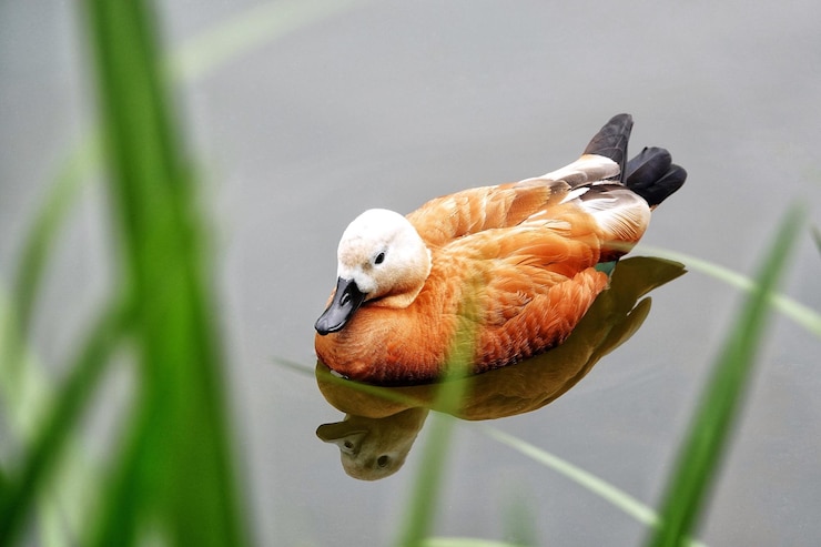 Photo 鳥のクローズアップ