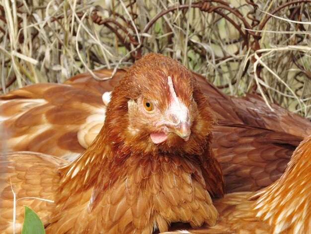 Photo close-up of a bird