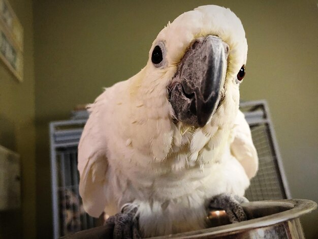 Close-up of a bird