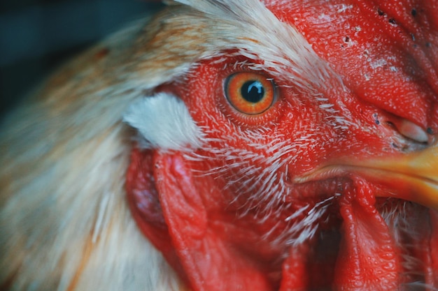 Foto prossimo piano di un uccello