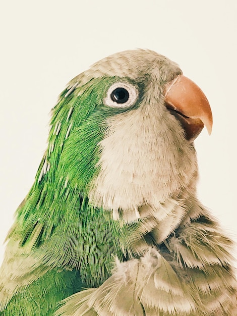 Photo close-up of a bird