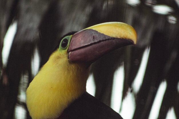 Foto prossimo piano di un uccello