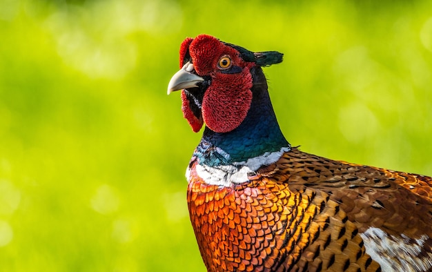 Close-up of bird