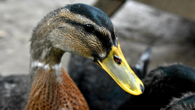 Photo close-up of a bird