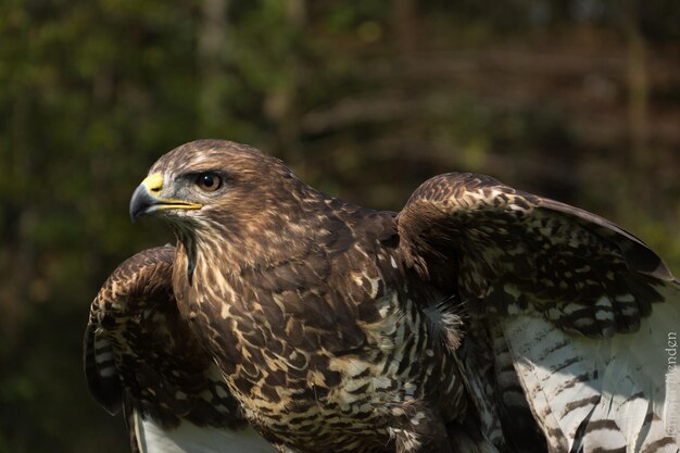 Photo close-up of a bird