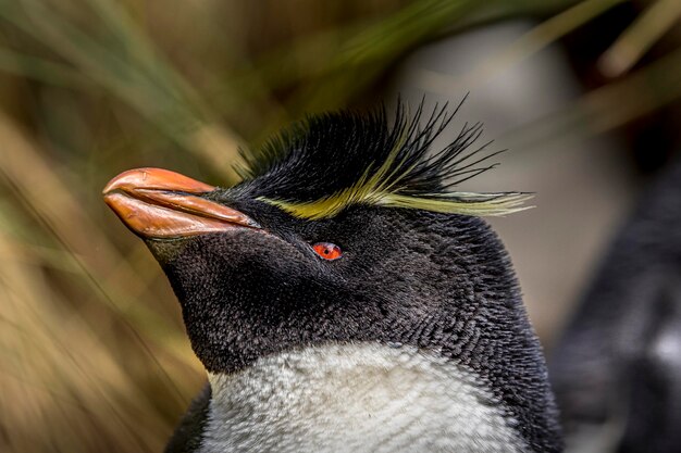 Photo close-up of bird