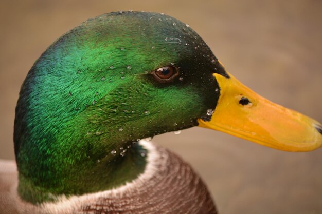 Photo close-up of a bird