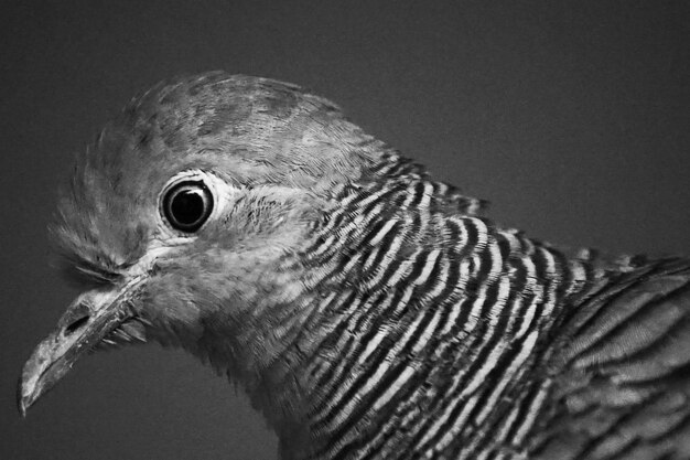 Photo close-up of bird