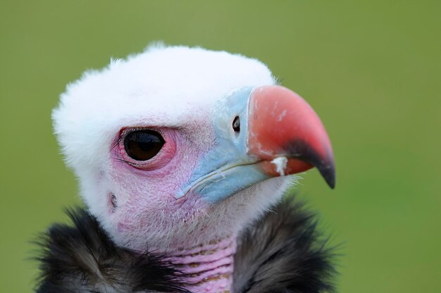 Foto prossimo piano di un uccello